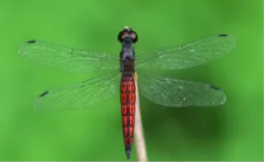 New dragonfly species discovered in Kerala